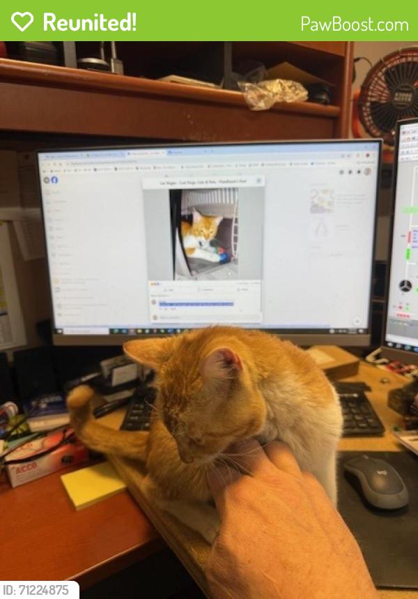 Reunited Male Cat last seen Near Apex Power Parkway, Moapa, NV 89025