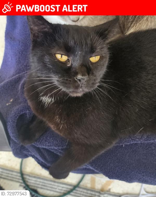 Lost Female Cat last seen Miracle Lane & Parable Court, Reserve At Golden Acres, FL 34654
