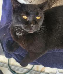 Lost Female Cat last seen Miracle Lane & Parable Court, Reserve At Golden Acres, FL 34654