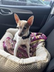 Reunited Female Dog last seen Donegal and Bantry, El Paso, TX 79925