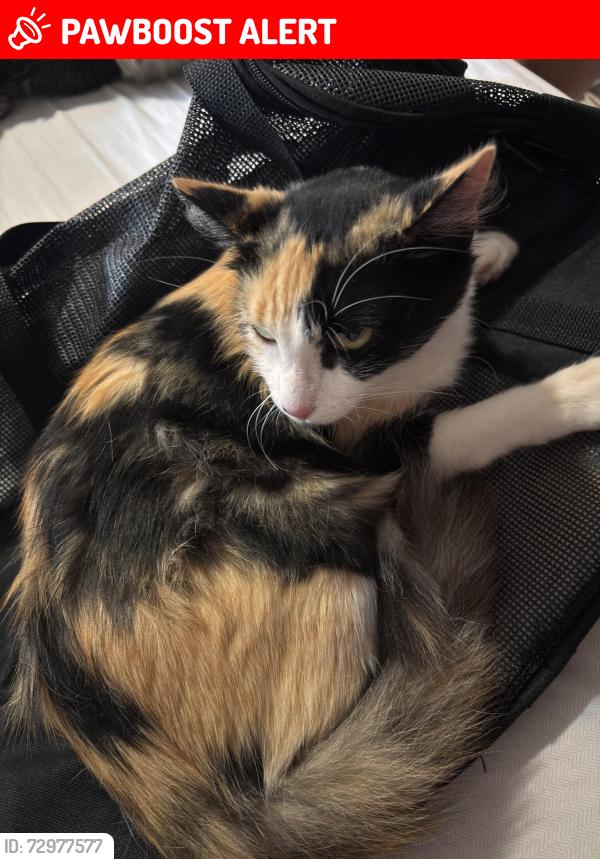 Lost Female Cat last seen Rua Budapeste 54 jardim Augusta , Jardim Augusta, SP 12216-670