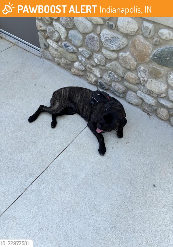 Found/Stray Unknown Dog last seen Riverside adventure park, Indianapolis, IN 46222