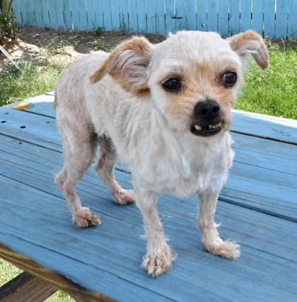 Shelter Stray Female Dog last seen Ninja St, Crystal River, FL, 4030 S Airport Rd, Inverness, FL 34450, USA