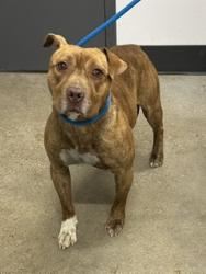 Shelter Stray Male Dog last seen Allen County, OH , Cleveland, OH 44102
