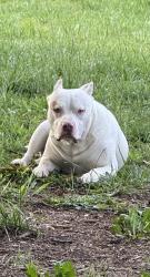Reunited Male Dog last seen Knox road, near the Firestation, McLeansville, NC 27301