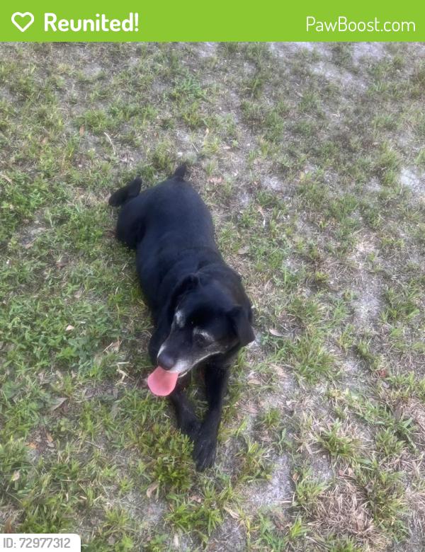 Reunited Unknown Dog last seen Near Myrtle Ave, Sanford, FL 32771, USA, Sanford, FL 32771