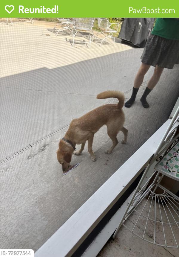Reunited Unknown Dog last seen Near Lake Burkett Dr, Orlando, FL 32817, USA, Orlando, FL 32817