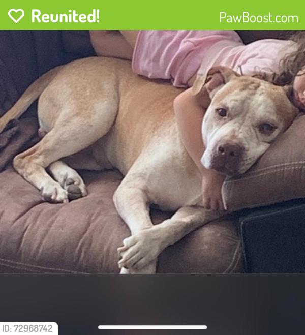 Reunited Male Dog last seen Pecos between pebblegold and wigwam, Henderson, NV 89074
