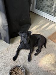 Found/Stray Male Dog last seen Collage/Fairfax area , Bakersfield, CA 93306