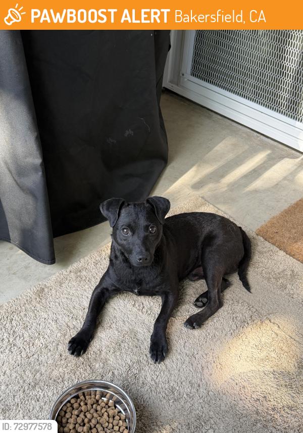 Found/Stray Male Dog last seen Collage/Fairfax area , Bakersfield, CA 93306