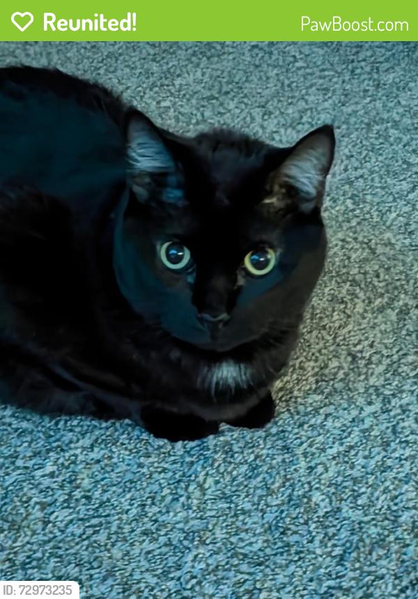 Reunited Male Cat last seen Near Melody Drive Northglenn, CO 80260, Northglenn, CO 80260