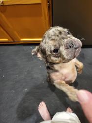 Reunited Male Dog last seen 134th Terrace and Byars Rd., Grandview, MO 64030