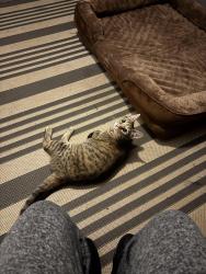 Found/Stray Female Cat last seen Hillside and west street, Asheville, NC 28801