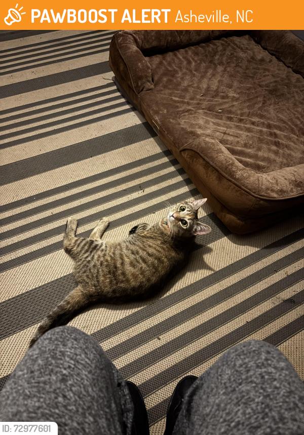 Found/Stray Female Cat last seen Hillside and west street, Asheville, NC 28801