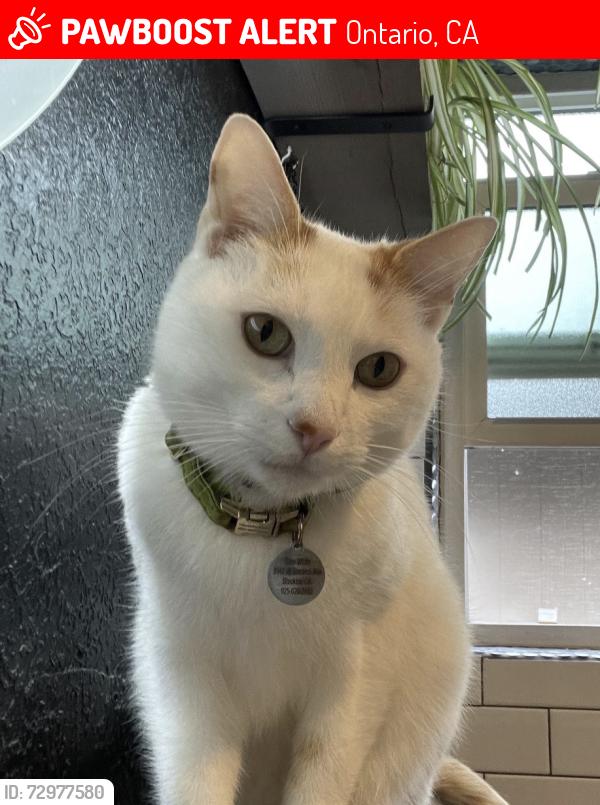 Lost Male Cat last seen Creekside west village, Ontario, CA 91761