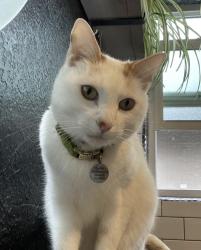 Lost Male Cat last seen Creekside west village, Ontario, CA 91761