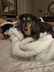 Reunited Female Dog last seen Brownbark park, Watauga and Westminster , Greensboro, NC 27410