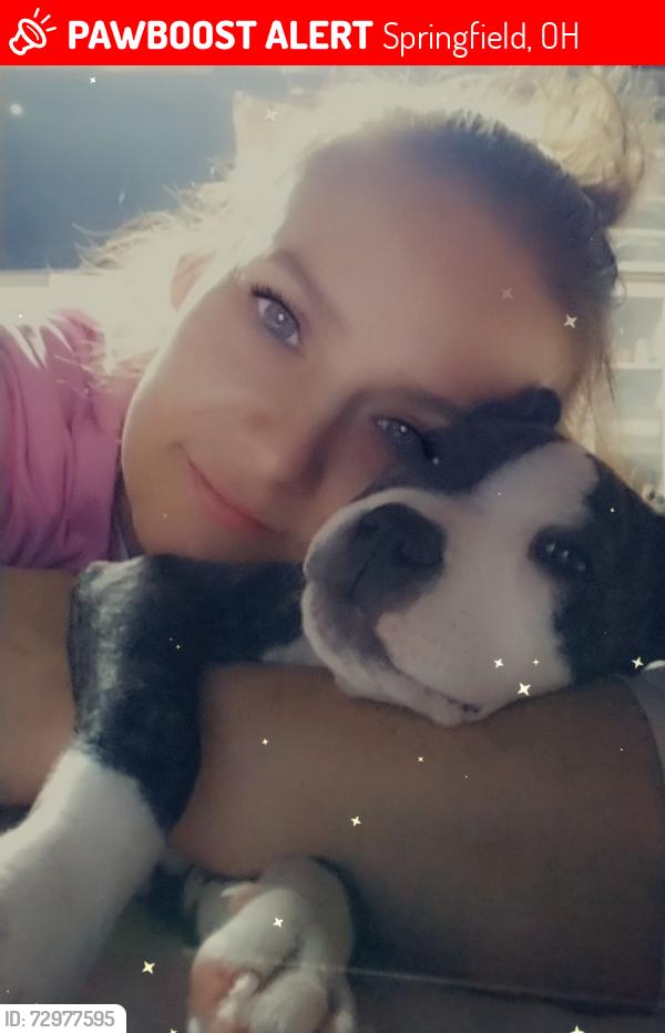 Lost Female Dog last seen S Belmont ave, Springfield, OH 45503