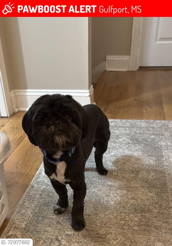 Lost Male Dog last seen Magnolia and Mill Road, Gulfport, MS 39507