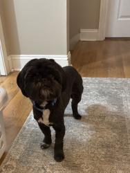 Lost Male Dog last seen Magnolia and Mill Road, Gulfport, MS 39507