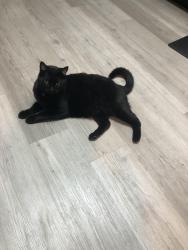 Reunited Male Cat last seen Near Melody Drive Northglenn, CO 80260, Northglenn, CO 80260
