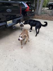 Found/Stray Male Dog last seen Glenn Ave Auburn al, Auburn, AL 36830