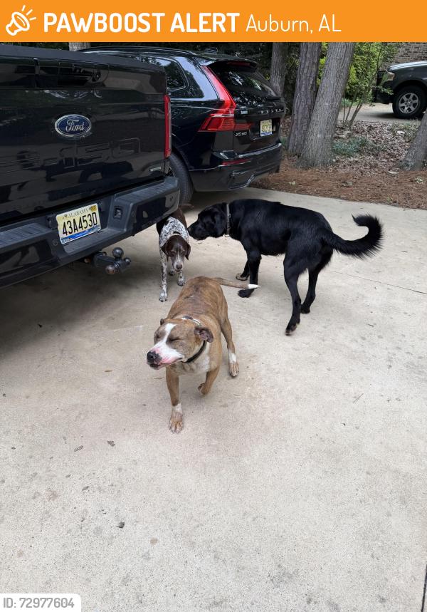 Found/Stray Male Dog last seen Glenn Ave Auburn   al, Auburn, AL 36830