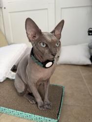Reunited Male Cat last seen Behind Publix (Sunrise Blvd), Fort Lauderdale, FL 33304