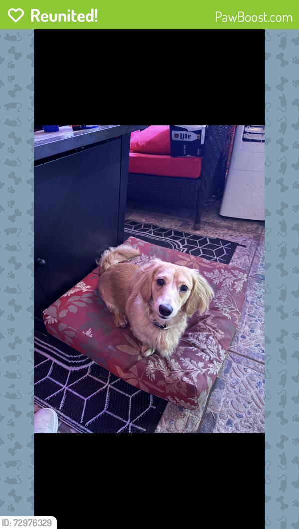 Reunited Male Dog last seen Cornelia Ave off PSL blvd, Port St. Lucie, FL 34953