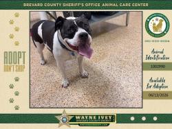 Shelter Stray Female Dog last seen FL, Melbourne, FL 32934