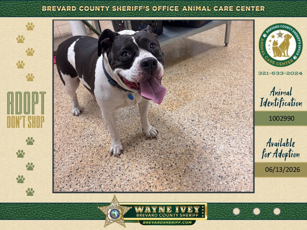 Shelter Stray Female Dog last seen FL, Melbourne, FL 32934