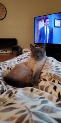 Reunited Male Cat last seen Stratford Arms apmts on 256th, Kent, WA 98030