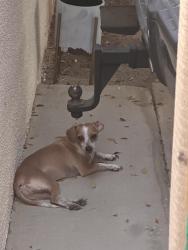 Found/Stray Male Dog last seen Vista and hilltop, Cathedral City, CA 92234