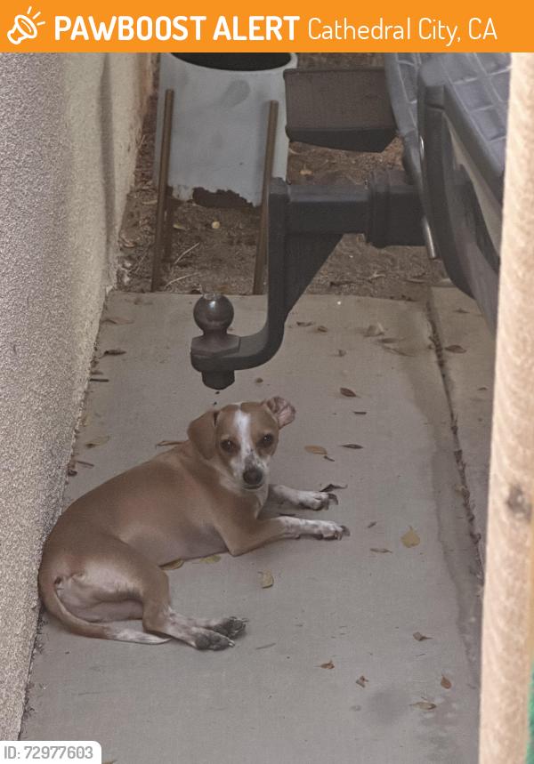 Found/Stray Male Dog last seen Vista and hilltop, Cathedral City, CA 92234