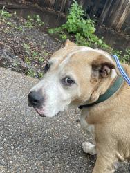 Reunited Male Dog last seen Near N Edna Ave, Lewisville, TX 75057, USA, Lewisville, TX 75057