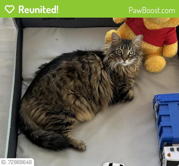 Reunited Female Cat last seen Golden Eagle Dr and Painted Cliff Dr, Reno, NV 89523