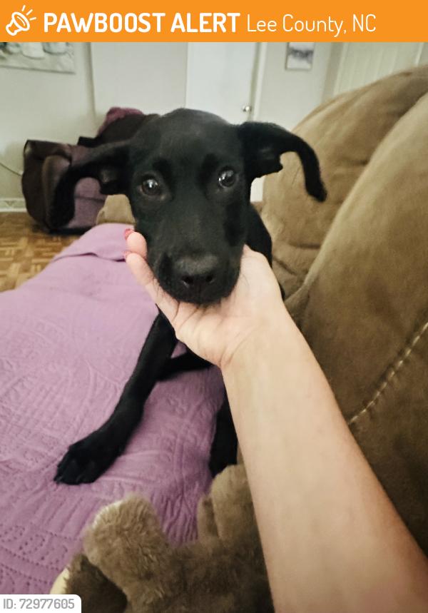 Found/Stray Male Dog last seen Cedar lane rd / US HWY 1 , Lee County, NC 27332