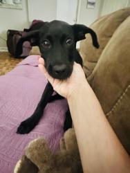 Found/Stray Male Dog last seen Cedar lane rd / US HWY 1, Lee County, NC 27332