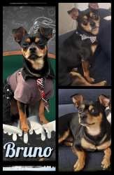 Lost Male Dog last seen N/A, Inglewood, CA 90305