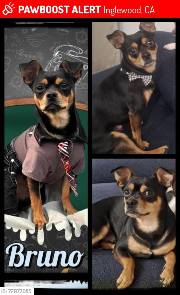 Lost Male Dog last seen N/A, Inglewood, CA 90305