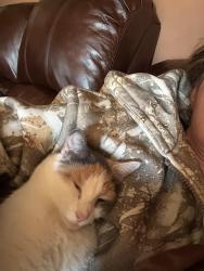 Reunited Female Cat last seen Levittown bowling alley, Levittown, NY 11756