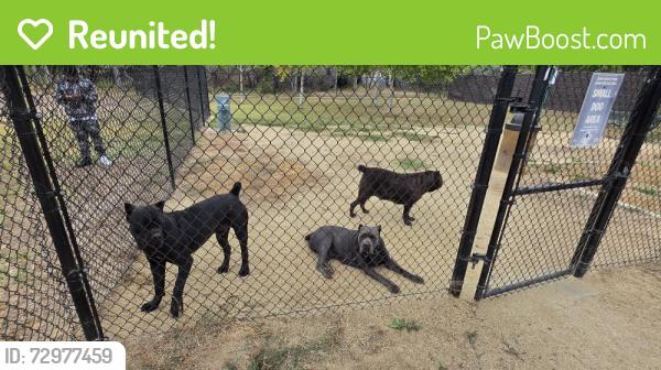 Reunited Male Dog last seen Lamar park, Spring Valley, CA 91941