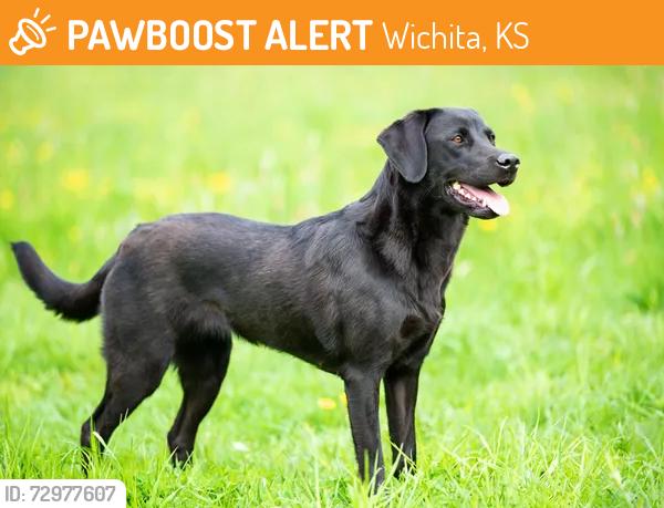 Found/Stray Male Dog last seen Lawrence Lane & Magill, Wichita, KS 67206
