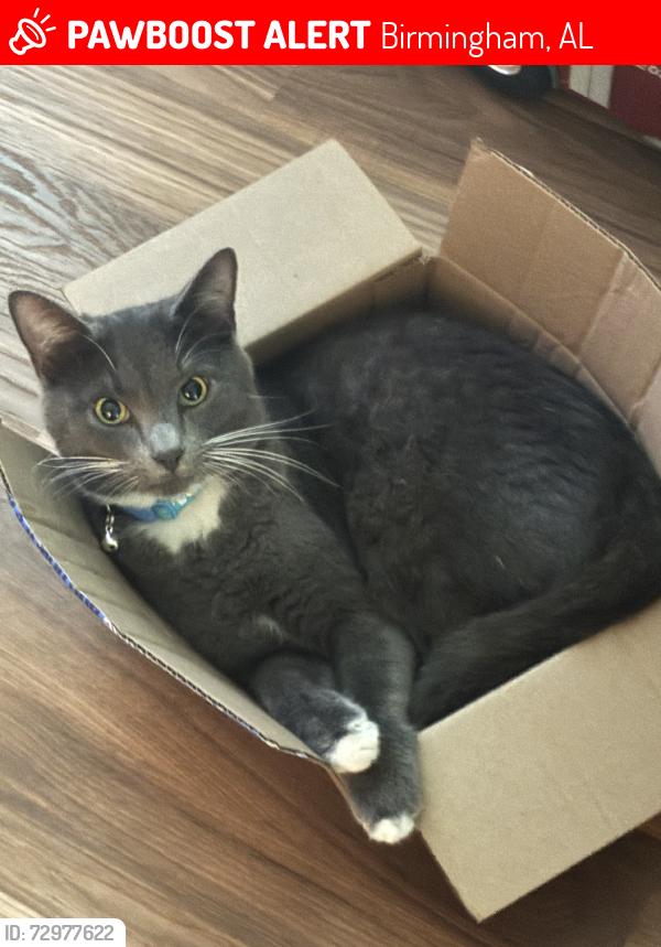Lost Male Cat last seen Grayson Valley near fire department, Birmingham, AL 35235