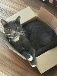 Lost Male Cat last seen Grayson Valley near fire department, Birmingham, AL 35235