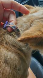 Found/Stray Female Dog last seen Mounds, OK, Mounds, OK 74047