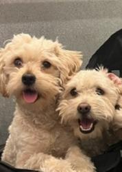 Lost Male Dog last seen Near Mountain Ave Perris, CA  92570 United States, Perris, CA 92570