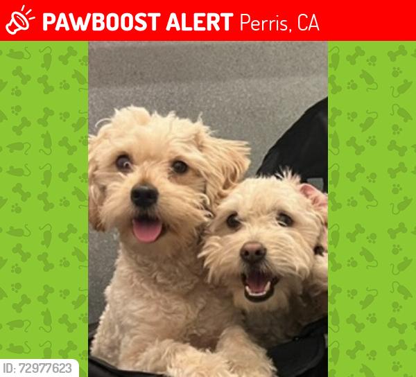 Lost Male Dog last seen Near Mountain Ave Perris, CA  92570 United States, Perris, CA 92570