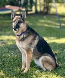 Reunited Female Dog last seen Ermel Elementary School, Houston, TX 77040