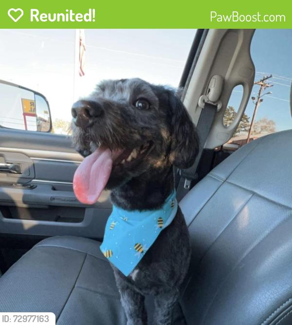 Reunited Male Dog last seen Franklin drive and Glass drive, Bessemer, AL 35023